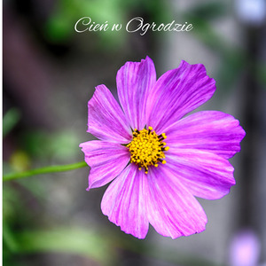 Cień w Ogrodzie (Accoustic)