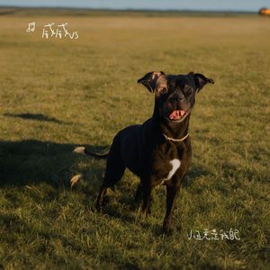 小丑竟是我自己