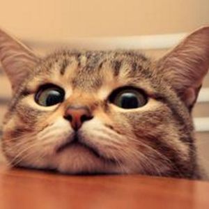 住在隔壁家的糖喵喵