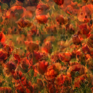 Ground Cover