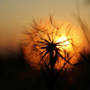 小龙女（翻自 小龙女）