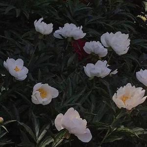 给电影人的情书（翻自 蔡琴）