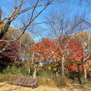 마음에도 낙엽이 날려