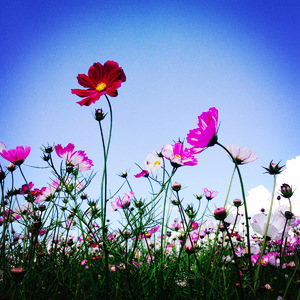 Dabeull - Do It ? - Dj Sunkist Edit (Feat.Dabeull)