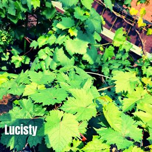 Lucisty