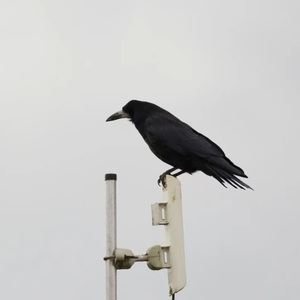 鸦（cover：糯米nomi）