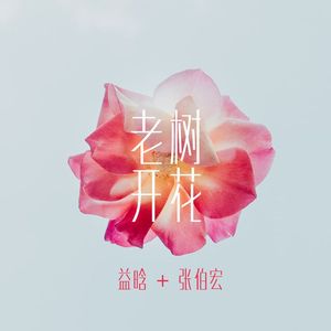 老树开花