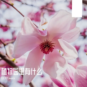 柳树