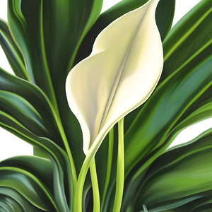Peace Lily Spathiphyllum