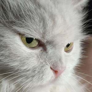 清晨，树林，小猫