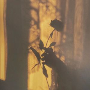 你曾告诉我你喜欢玫瑰就像是喜欢早秋的阳光(Prod.jackeymakingmoney)