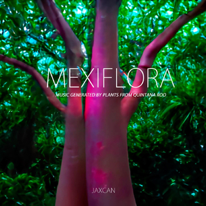 Anthurium schlechtendalii Kunth ssp. Schlechtendalii (Boobtúum)