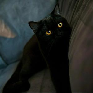 《FAST》 - Chen:D（翻自 LOKEY低调组合）