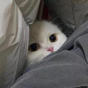 谈恋爱（翻自 王七七）