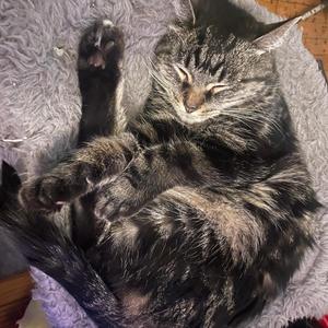 How to Play the Guiboard