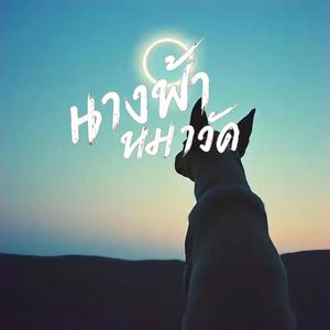 นางฟ้า หมาวัด