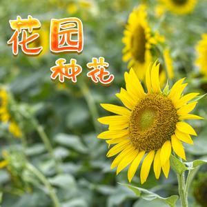花园种花--纯音乐