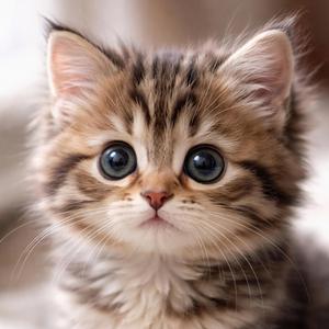 わたしはネコなの