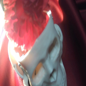 ボルドーの小僧