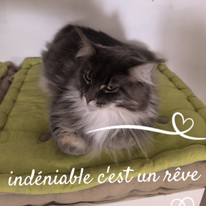 indéniable c'est un rêve