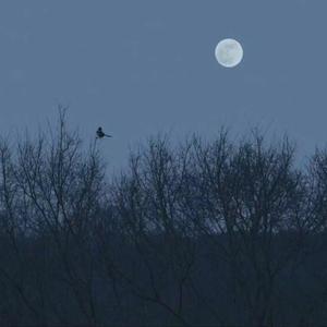 我喜欢上你时的内心活动