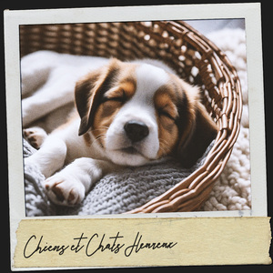 Mer de tranquillité