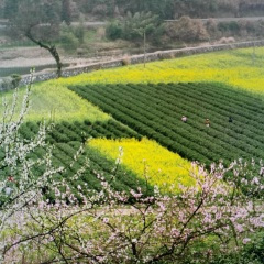 永远的香格里拉