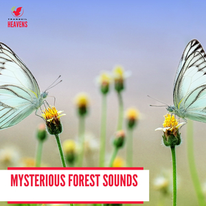 Black Coniferous Night