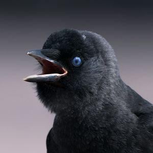 背信弃义(Prod by SOULFRESH）