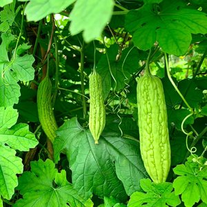 1_一口小清新23390919.mp3