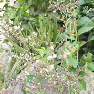 Ilalang ke dua belas