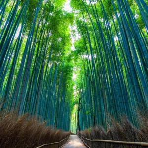 FREESTYLE(FUTURESNIPPET)