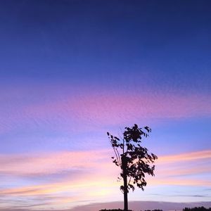 无情画（女声片段）（Cover 王唯旖）