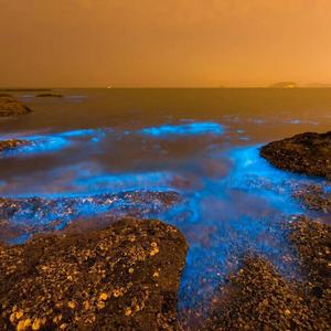 Fluorescent Sea 荧光海