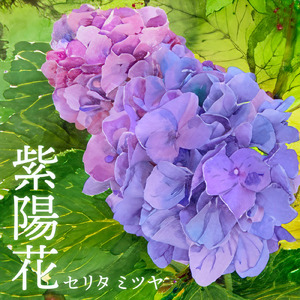 紫陽花
