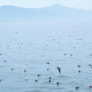 温柔的季节（治愈纯音乐）