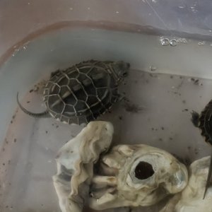 老男孩（翻唱）