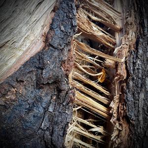 C A T C H A N D R E L E A S E