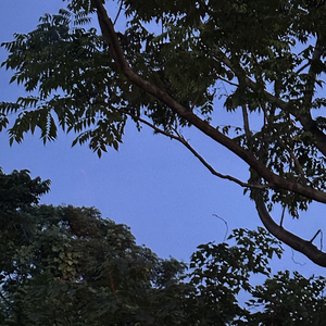 被动人格翻唱.wav