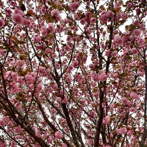 pastel (feat. max jones)