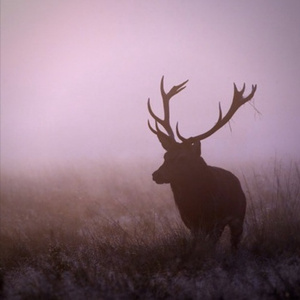 I'll go ( Mike Tohr remix)