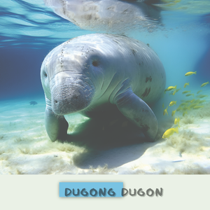 儒艮（Dugong dugon）