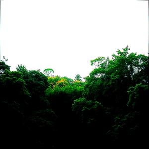 나무가 숲이 되어