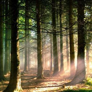 Forest in the morning