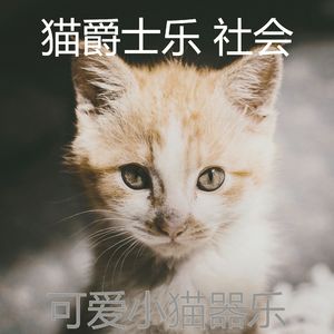 有趣小猫情怀