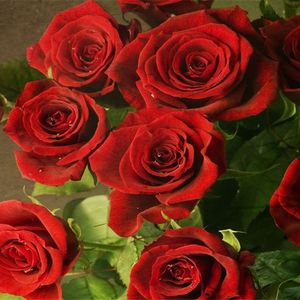 梦想天空（候鸟）