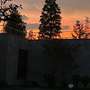 向情