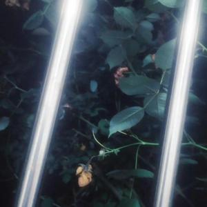 我的初中堪比洛杉矶