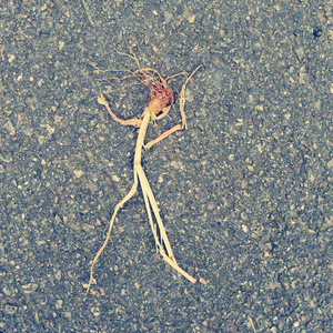 The English Alphabet