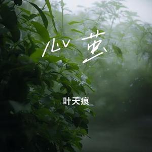 心茧